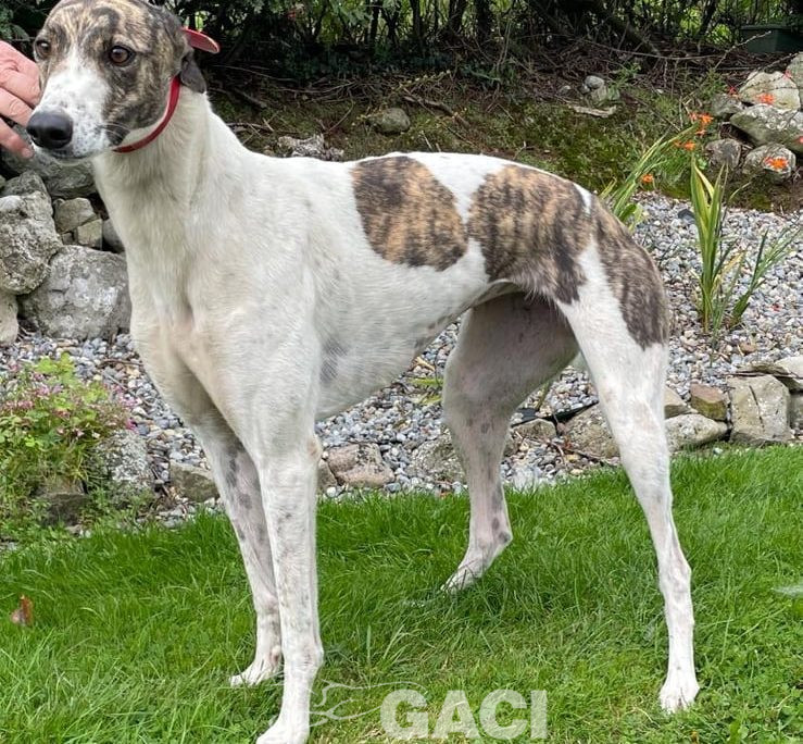Kerry-greyhound-GACI (7)
