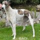 Kerry-greyhound-GACI (7)