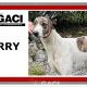Kerry-greyhound-GACI (8)