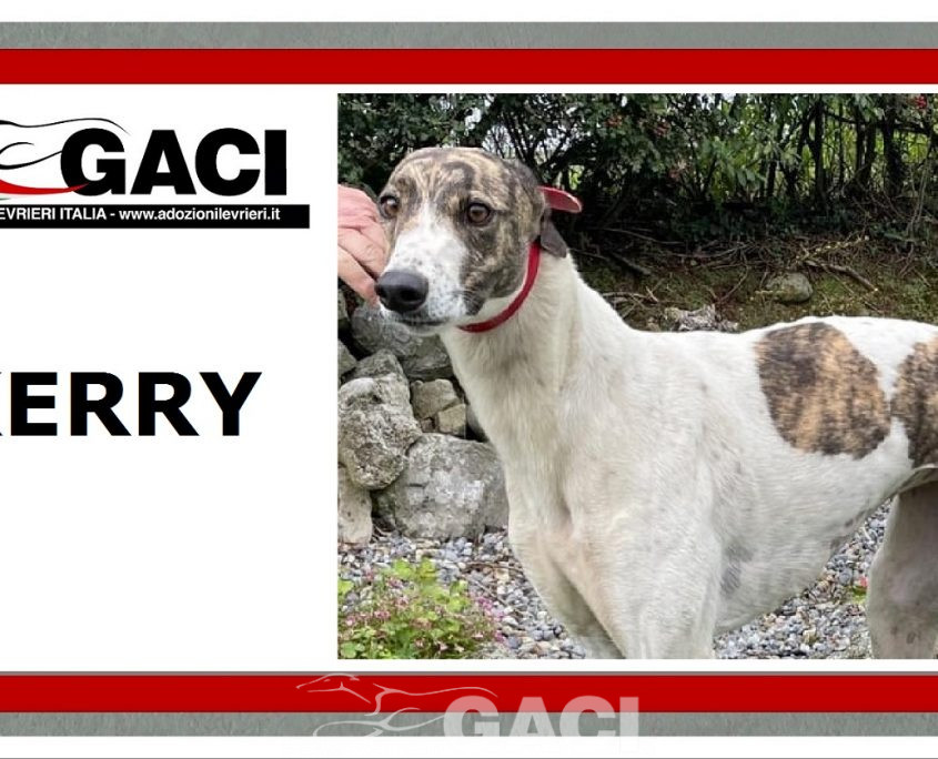 Kerry-greyhound-GACI (8)