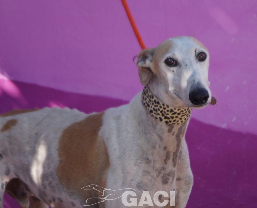 P211015_02 JUDAS M10 941000014146628 ( CESION) (1)