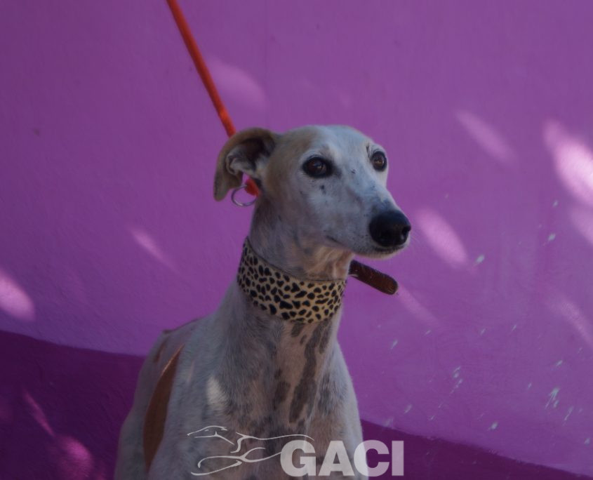 P211015_02 JUDAS M10 941000014146628 ( CESION) (2)