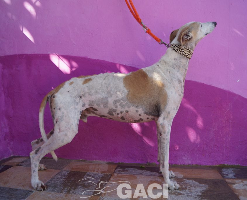 P211015_02 JUDAS M10 941000014146628 ( CESION) (7)