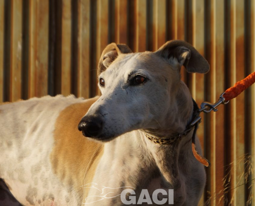 judas nuevas fotos (1)