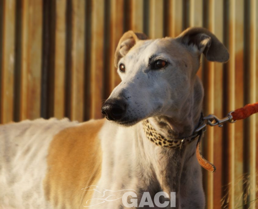 judas nuevas fotos (10)