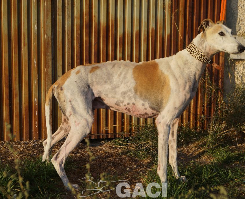 judas nuevas fotos (2)