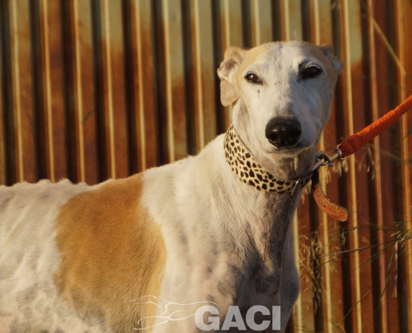 judas nuevas fotos (6)