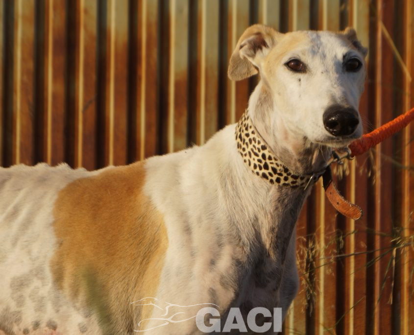 judas nuevas fotos (7)