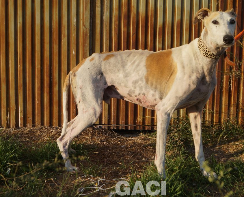 judas nuevas fotos (9)