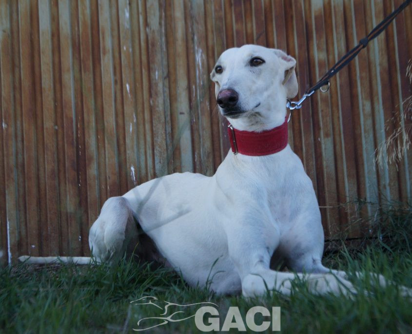 COCO FOTOS ACTUALES (1)