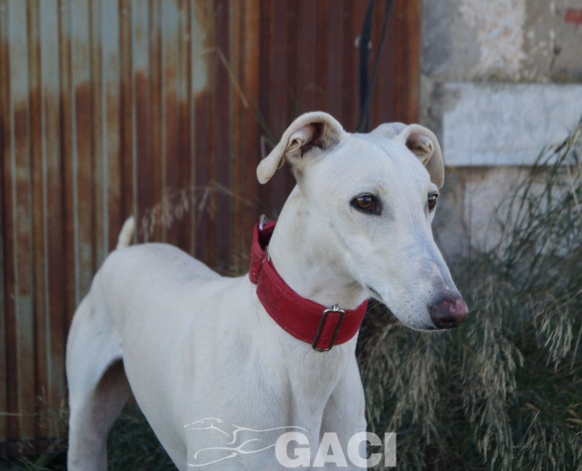 COCO FOTOS ACTUALES (2)