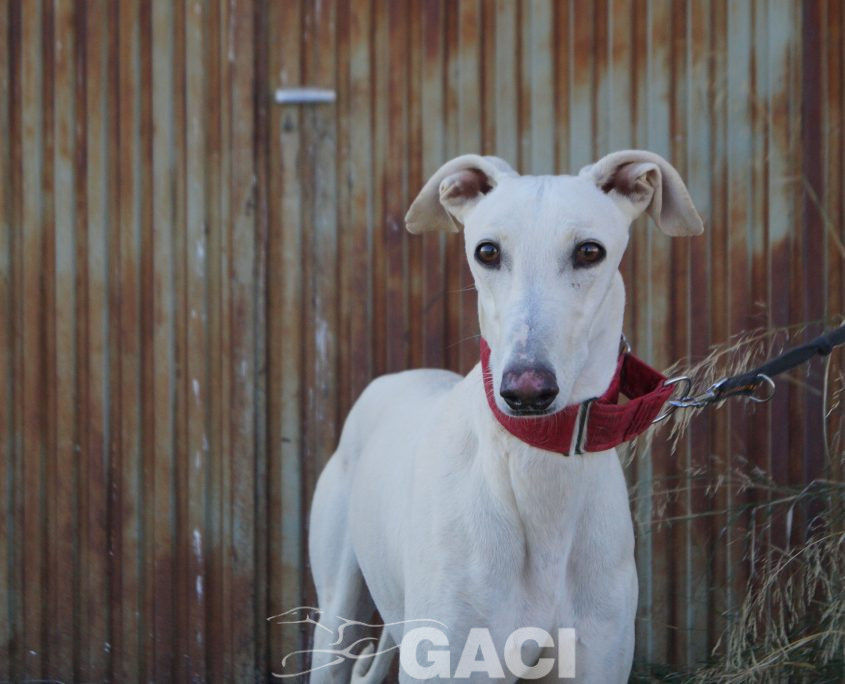 COCO FOTOS ACTUALES (4)