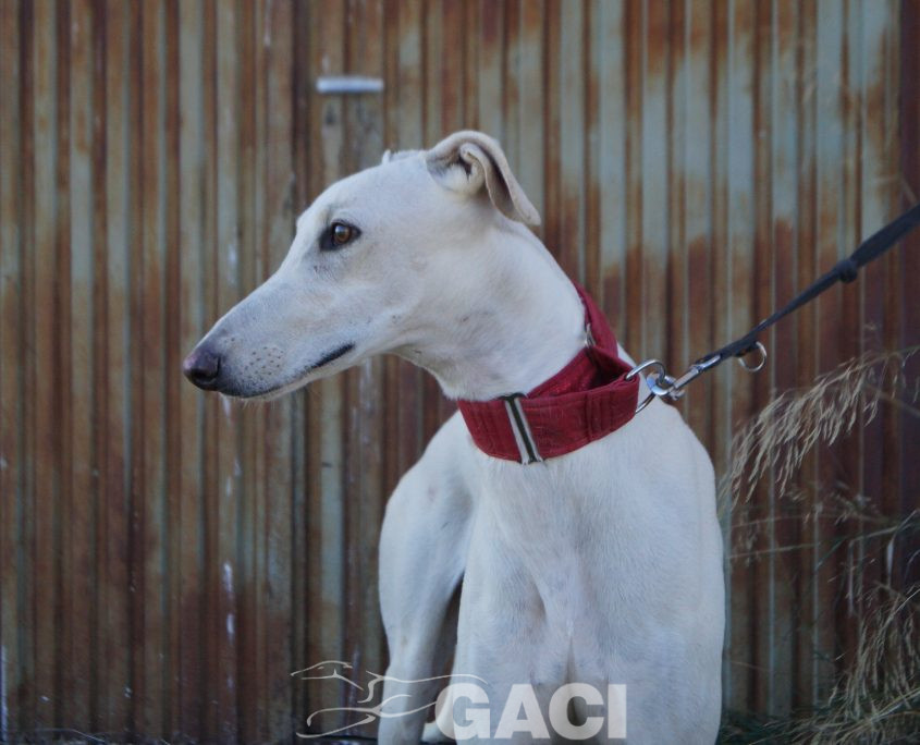 COCO FOTOS ACTUALES (5)