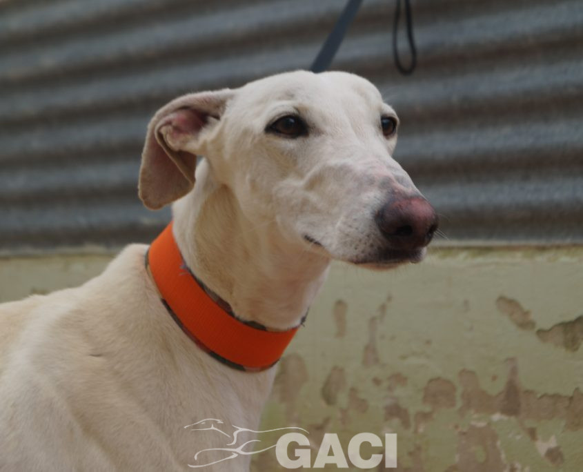 P210430_01 COCO M 941000025208690 ((10)