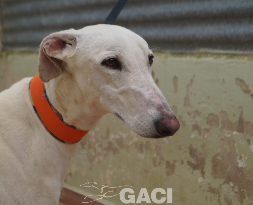 P210430_01 COCO M 941000025208690 ((11)