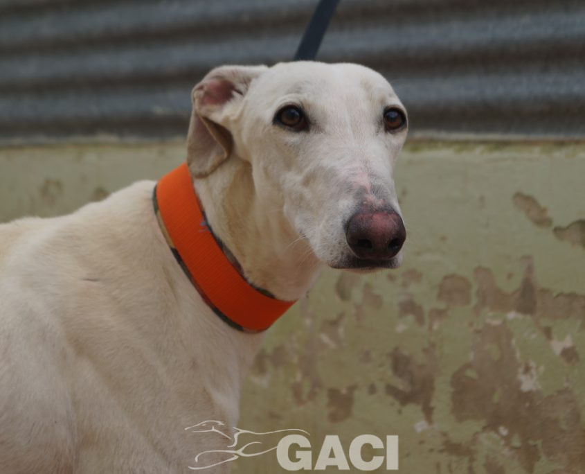 P210430_01 COCO M 941000025208690 ((12)