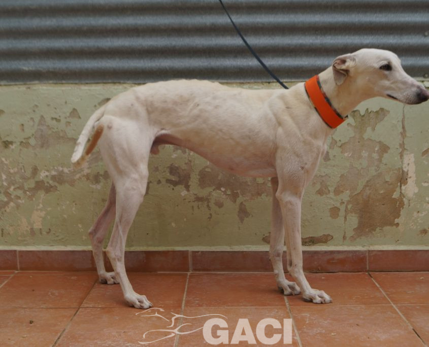 P210430_01 COCO M 941000025208690 ((13)