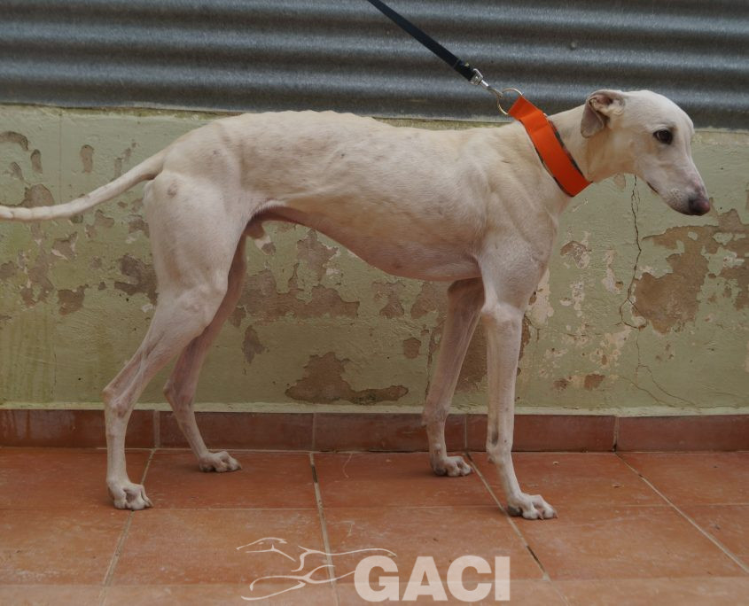 P210430_01 COCO M 941000025208690 ((14)