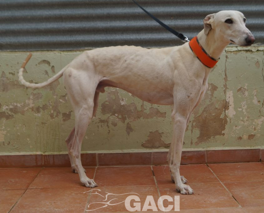 P210430_01 COCO M 941000025208690 ((15)