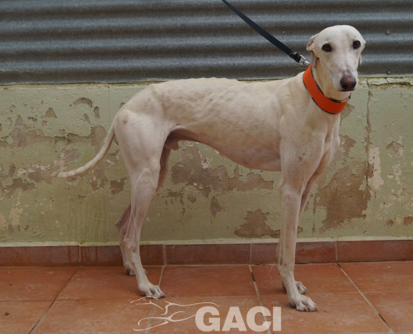 P210430_01 COCO M 941000025208690 ((16)