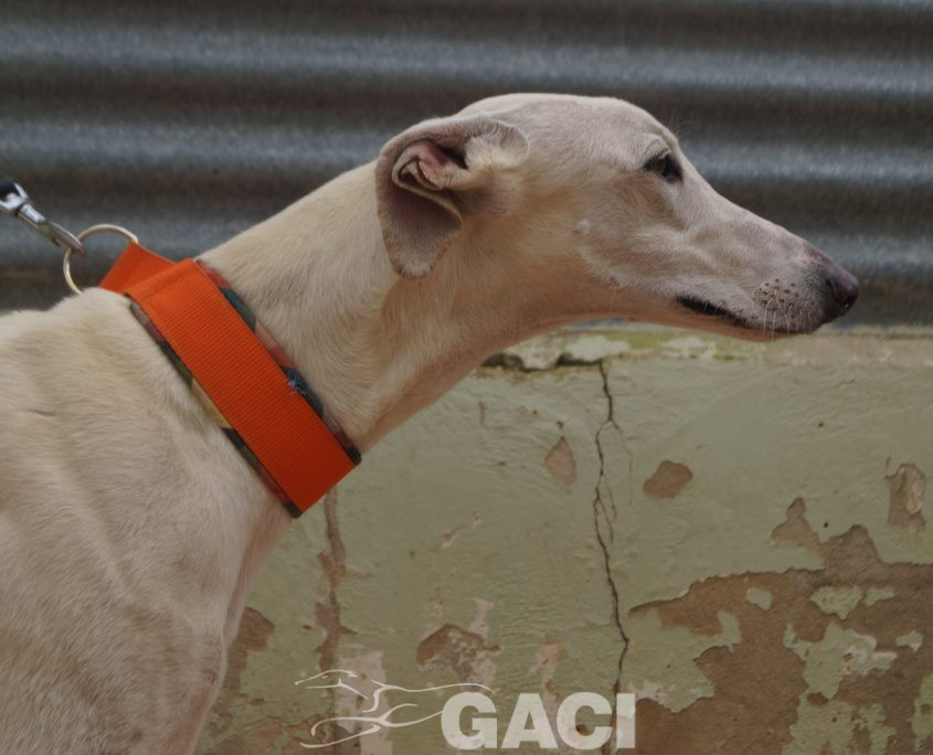 P210430_01 COCO M 941000025208690 ((17)