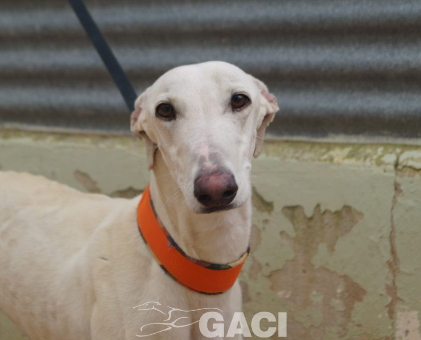 P210430_01 COCO M 941000025208690 ((8)