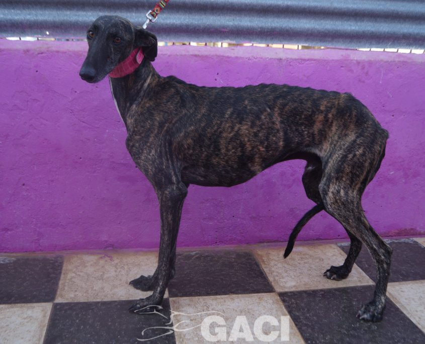 P211023_01 ALEC M3 (2)