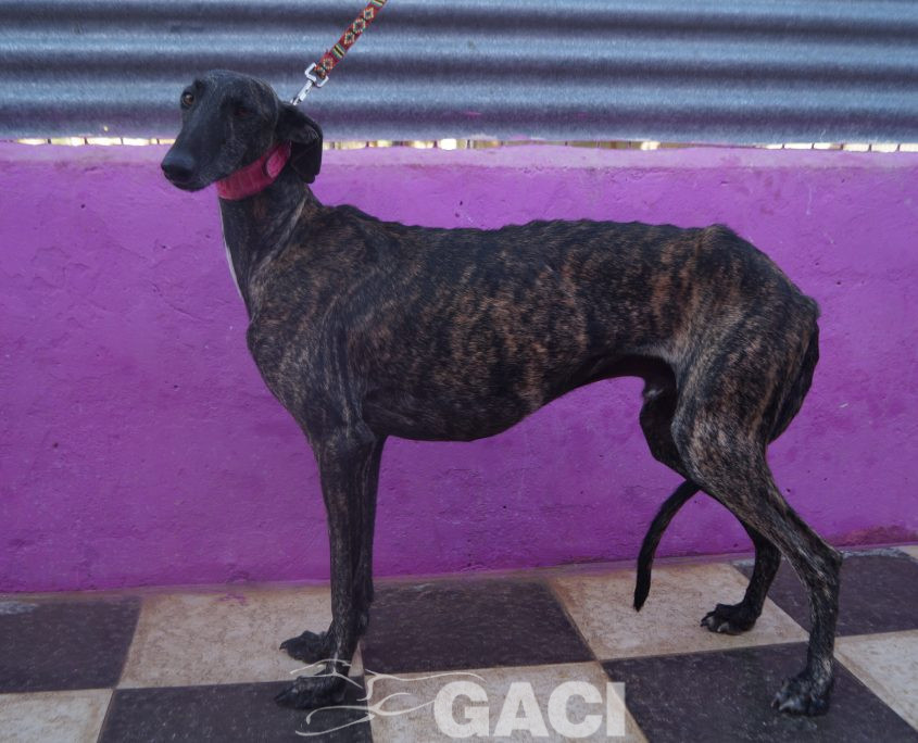 P211023_01 ALEC M3 (3)