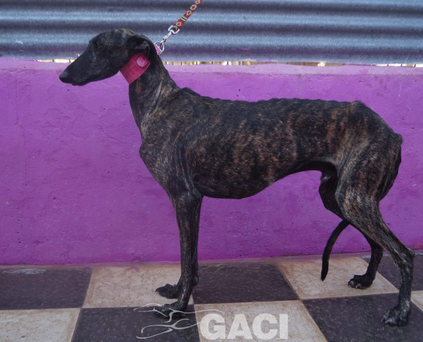 P211023_01 ALEC M3 (4)