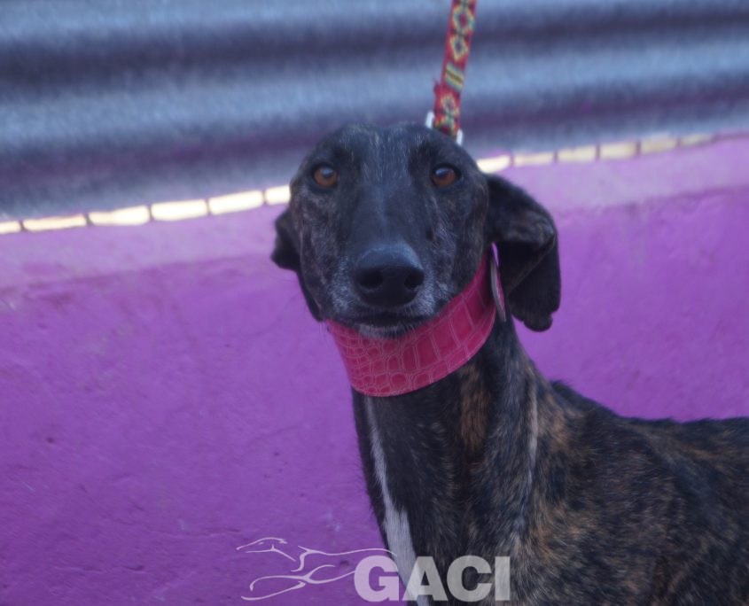 P211023_01 ALEC M3 (6)