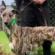 Whisper-greyhound-GACI (1)