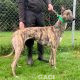 Whisper-greyhound-GACI (2)