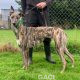 Whisper-greyhound-GACI (4)