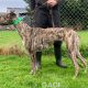 Whisper-greyhound-GACI (5)