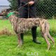 Whisper-greyhound-GACI (7)