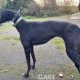 Genia-greyhound-GACI (10)