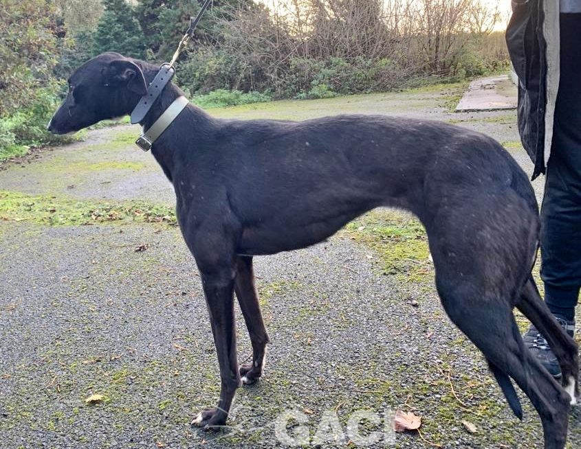 Genia-greyhound-GACI (10)