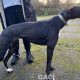 Genia-greyhound-GACI (2)