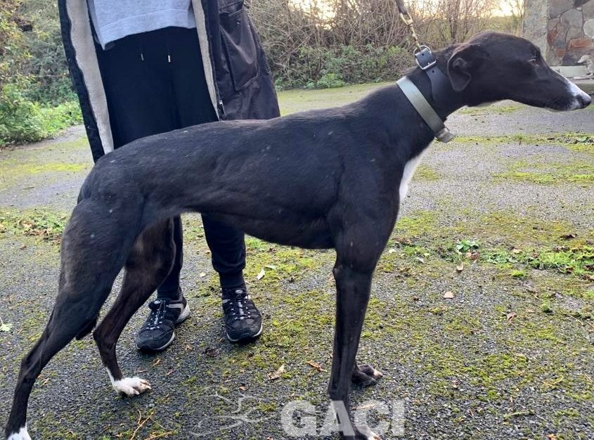 Genia-greyhound-GACI (2)