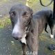 Genia-greyhound-GACI (3)