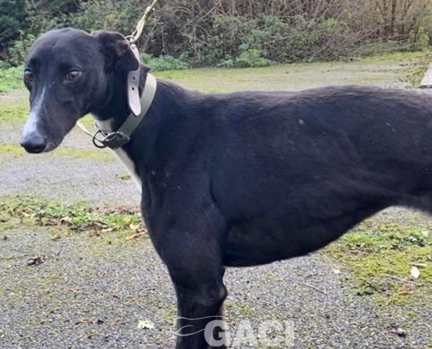 Genia-greyhound-GACI (4)