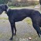 Genia-greyhound-GACI (6)