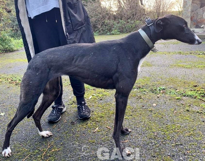 Genia-greyhound-GACI (7)