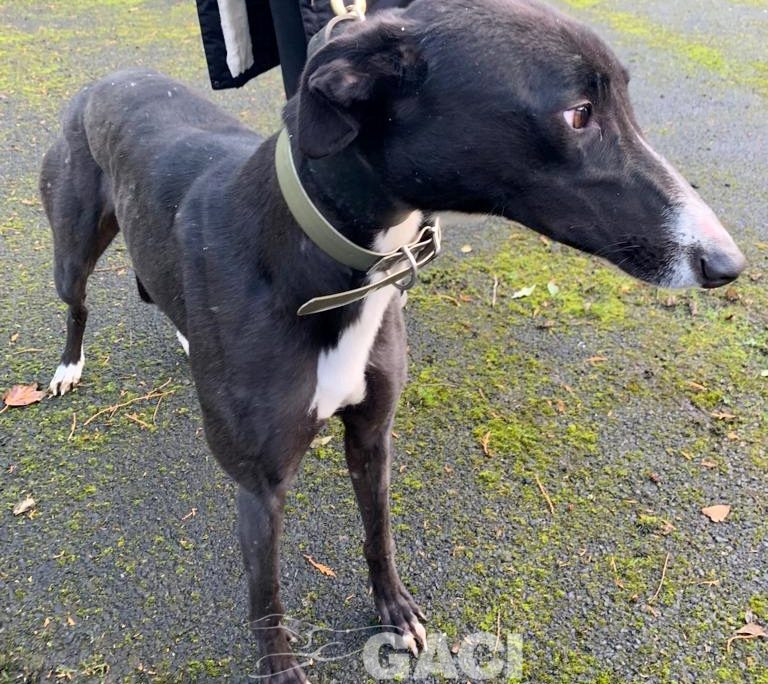 Genia-greyhound-GACI (8)