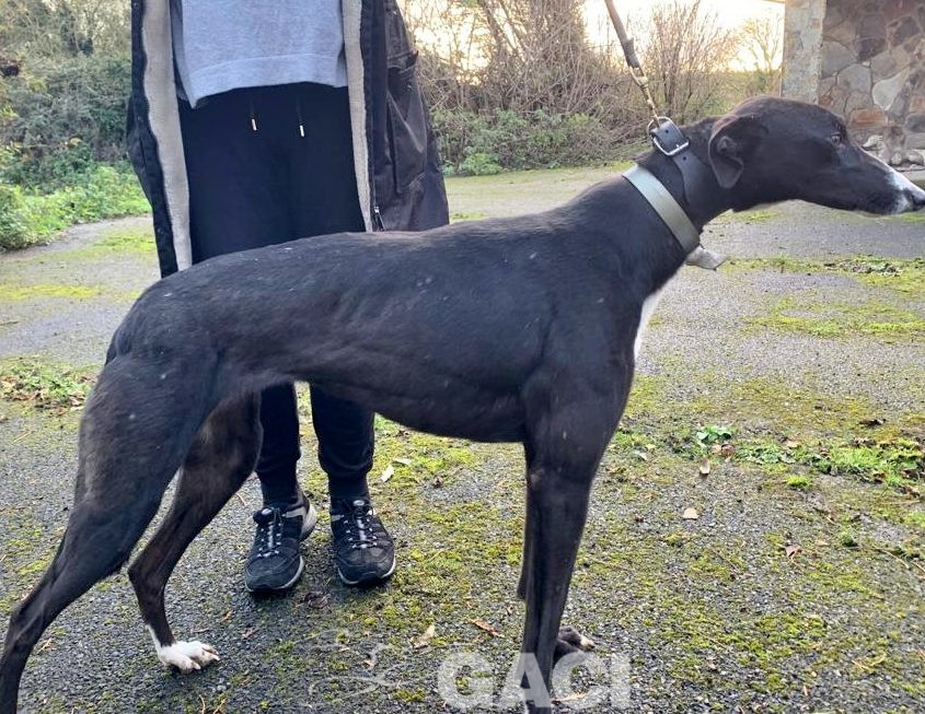 Genia-greyhound-GACI (9)