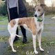 Laura-greyhound-GACI (1)