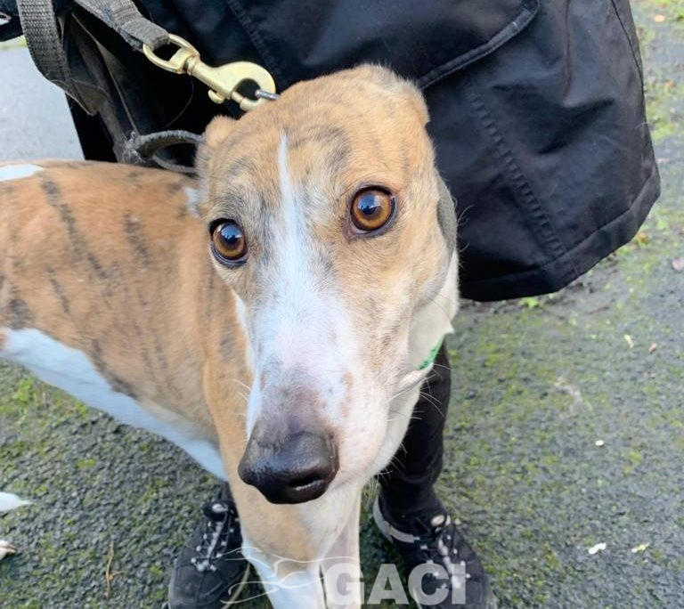 Laura-greyhound-GACI (4)