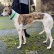 Laura-greyhound-GACI (5)