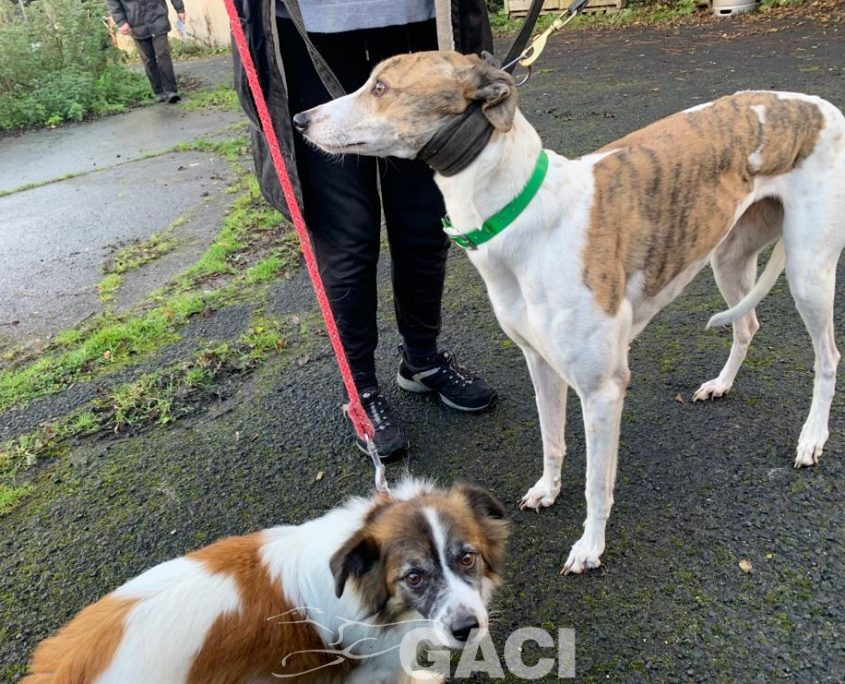 Laura-greyhound-GACI (8)