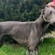 Missy-greyhound-GACI (1)